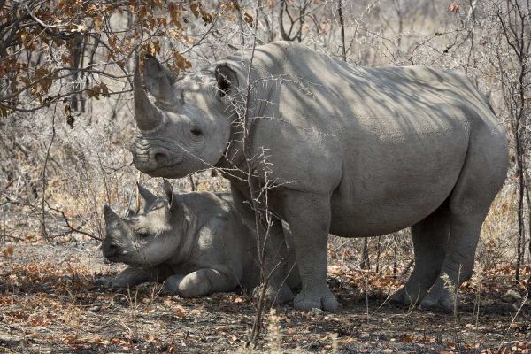 Namibia, Etosha NP Rhinoceros and baby in shade